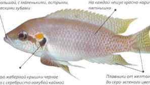 Princeza burundi: sadržaj, kompatibilnost, fotografija, uzgoj, opis.